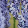 il_1588xN.7054626838_27f4 Fleur à l'unité - Lavandes