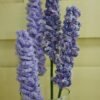il_1588xN.7054627610_bdh6 Fleur à l'unité - Lavandes